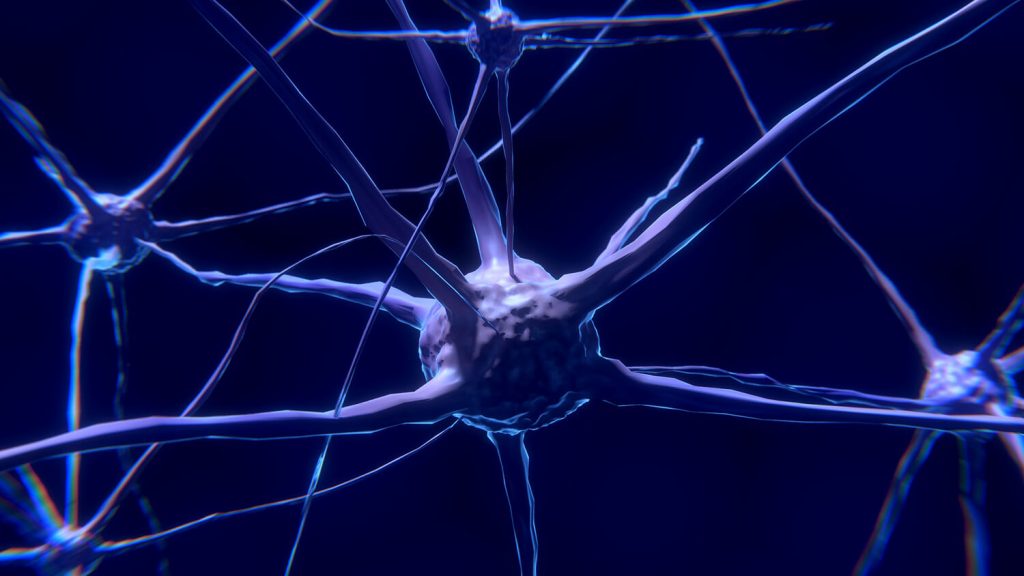 An image of the nervous system.
